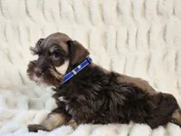 Presley, a male Miniature Schnauzer for sale in Brashear, TX – 2 of 2
