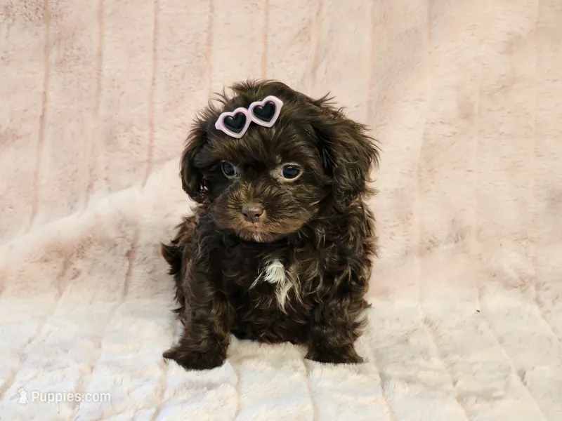 Gabby – Shihpoo puppy for sale in Brashear, TX