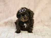Gabby, a female Shihpoo for sale in Brashear, TX – 1 of 2
