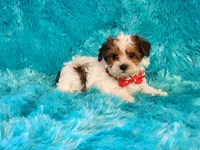Pipsqueak, a male Yorkipoo for sale in Brashear, TX – 2 of 2