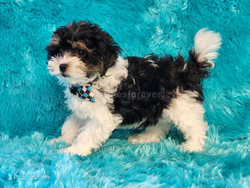Mickey – Maltipoo puppy for sale in Brashear, TX