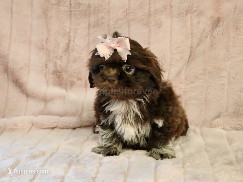 Coco – Shih Tzu puppy for sale in Brashear, TX
