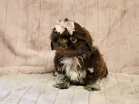 Coco, a female Shih Tzu for sale in Brashear, TX – 1 of 3