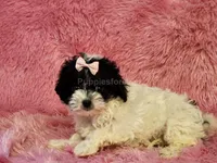 Lily, a female Maltipoo for sale in Brashear, TX – 2 of 2