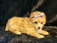 Chole, a female Poodle - Toy  for sale in Brashear, TX – 2 of 2