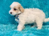 Popcorn, a male Maltipoo for sale in Brashear, TX – 2 of 2