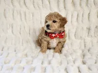 Rusty, a male Maltipoo for sale in Brashear, TX – 2 of 2