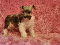 Gretchen, a female Miniature Schnauzer for sale in Brashear, TX – 1 of 2