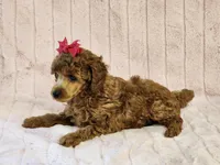 Pepper, a female Poodle - Toy  for sale in Brashear, TX – 2 of 2