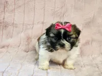 Brooke, a female Shih Tzu for sale in Brashear, TX – 2 of 2