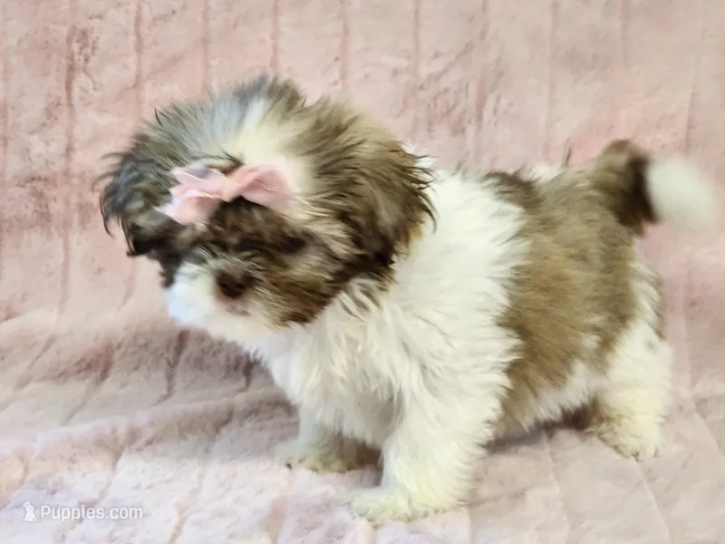 Jasmine – Shih Tzu puppy for sale in Brashear, TX