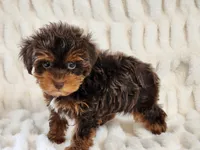 Pipsqueak, a male Yorkipoo for sale in Brashear, TX – Photo 2 of 2