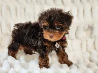 Pipsqueak, a male Yorkipoo for sale in Brashear, TX – Photo 1 of 2