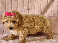 Alexis, a female Maltipoo for sale in Brashear, TX – Photo 2 of 2