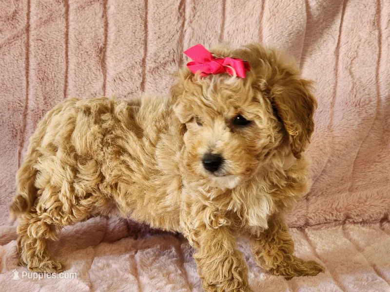 Alexis – Maltipoo puppy for sale in Brashear, TX