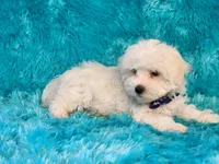 Casper, a male Morkie for sale in Brashear, TX – 2 of 2