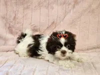 Mocha, a female Shih Tzu for sale in Brashear, TX – 3 of 3