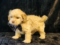Cashew, a male Shihpoo for sale in Brashear, TX – 1 of 2