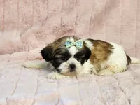 Stardust, a female Shih Tzu for sale in Brashear, TX – 2 of 2