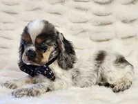 processed/e7d7943d-17e5-4aca-9493-fa893f88b1c9/listing/e5b8c1e0-6b52-47e2-9cc3-cdccab538693/d8a541ae-6489-4859-8748-452803fa37ec