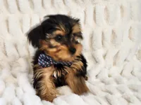 skippy, a male Yorkshire Terrier for sale in Brashear, TX – Photo 2 of 2