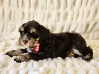 Sailor, a male Miniature Schnauzer for sale in Brashear, TX – Photo 2 of 3