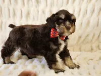 Sailor, a male Miniature Schnauzer for sale in Brashear, TX – Photo 1 of 3