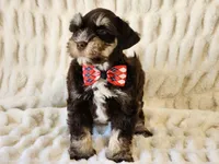 Sailor, a male Miniature Schnauzer for sale in Brashear, TX – Photo 3 of 3