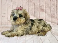 Pepper, a female Schnoodle for sale in Brashear, TX – Photo 2 of 2