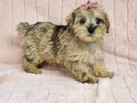 Pepper, a female Schnoodle for sale in Brashear, TX – Photo 1 of 2