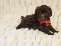 Hershey, a male Schnoodle for sale in Brashear, TX – 2 of 2