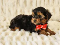 Buster, a male Yorkipoo for sale in Brashear, TX – Photo 2 of 2