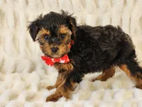 Buster, a male Yorkipoo for sale in Brashear, TX – Photo 1 of 2