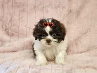 Mocha, a female Shih Tzu for sale in Brashear, TX – 2 of 3