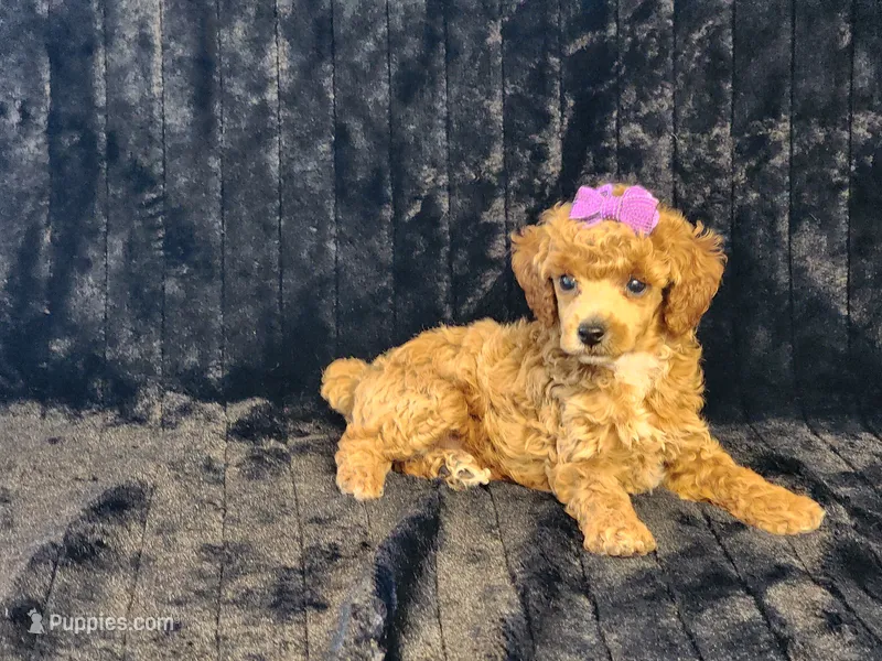 Ruby – Poodle - Toy  puppy for sale in Brashear, TX
