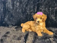 Ruby, a female Poodle - Toy  for sale in Brashear, TX – 1 of 2