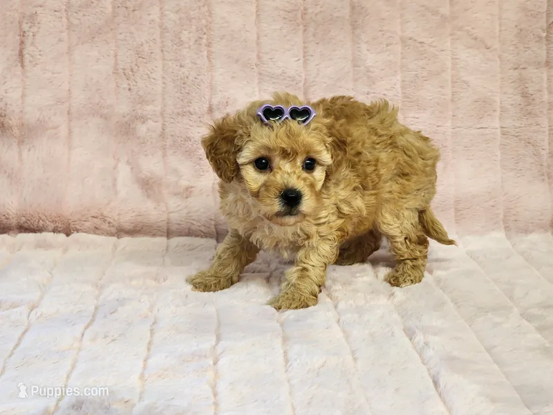 Willow Pending – Maltipoo puppy for sale in Brashear, TX