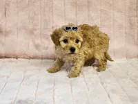 Willow Pending, a male Maltipoo for sale in Brashear, TX – 1 of 2
