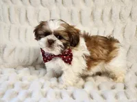 Snickers, a male Shih Tzu for sale in Brashear, TX – 2 of 3