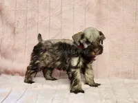 Chelsea, a female Miniature Schnauzer for sale in Brashear, TX – 3 of 3