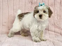 Willow, a female Schnoodle for sale in Brashear, TX – Photo 1 of 2