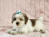 Willow, a female Schnoodle for sale in Brashear, TX – Photo 2 of 2