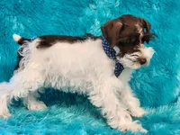 Jingles, a male Miniature Schnauzer for sale in Brashear, TX – 2 of 2