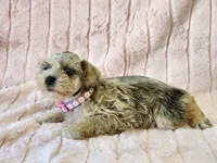 Pixie, a female Miniature Schnauzer for sale in Brashear, TX – Photo 2 of 3