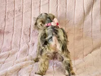 Pixie, a female Miniature Schnauzer for sale in Brashear, TX – Photo 3 of 3
