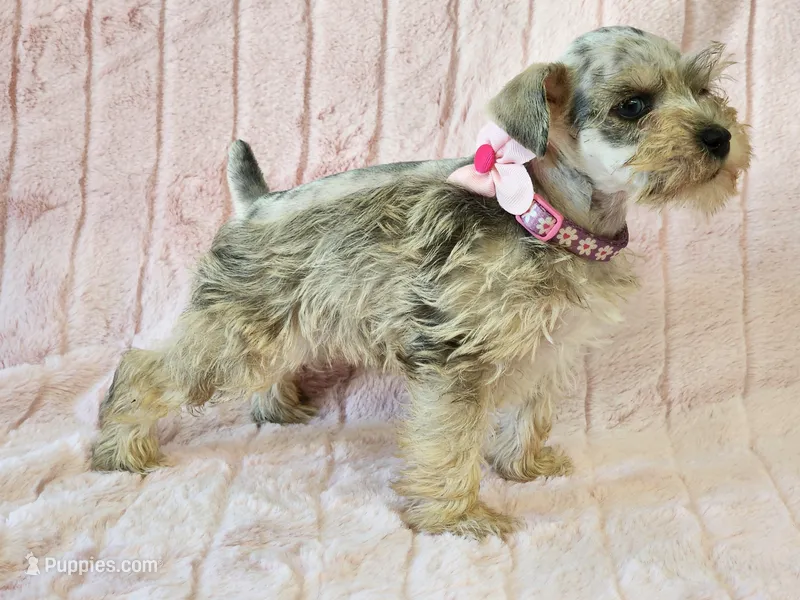 Pixie – Miniature Schnauzer puppy for sale in Brashear, TX