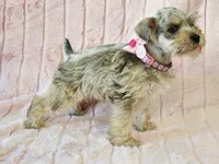 Pixie, a female Miniature Schnauzer for sale in Brashear, TX – Photo 1 of 3