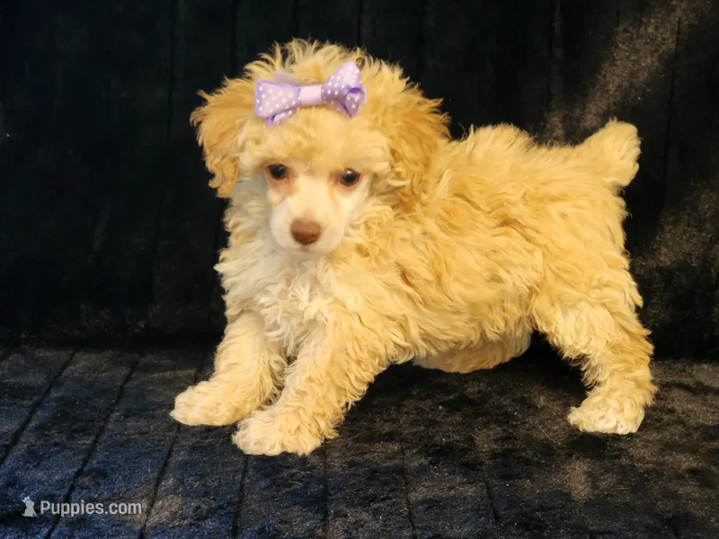 Chole – Poodle - Toy  puppy for sale in Brashear, TX