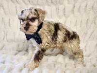 Fritz, a male Miniature Schnauzer for sale in Brashear, TX – 2 of 2