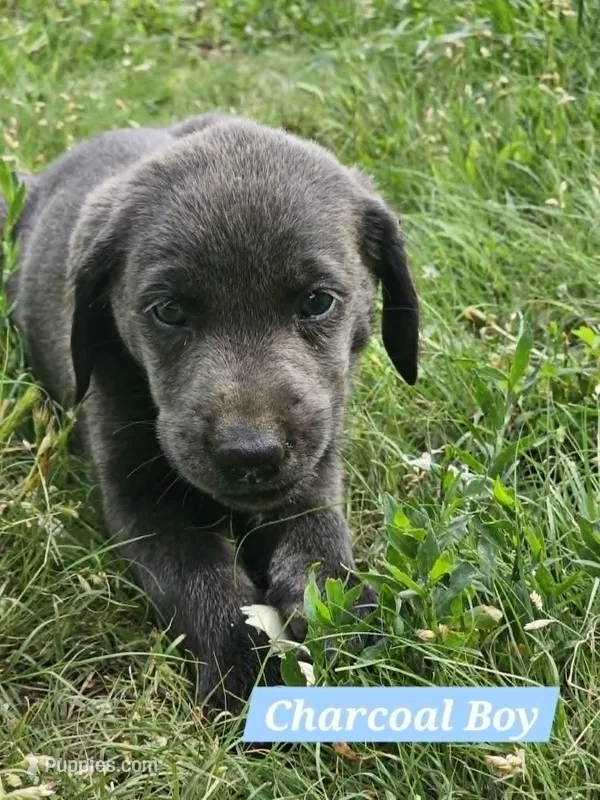 Light Blue – Labrador Retriever puppy for sale in Manhattan, KS
